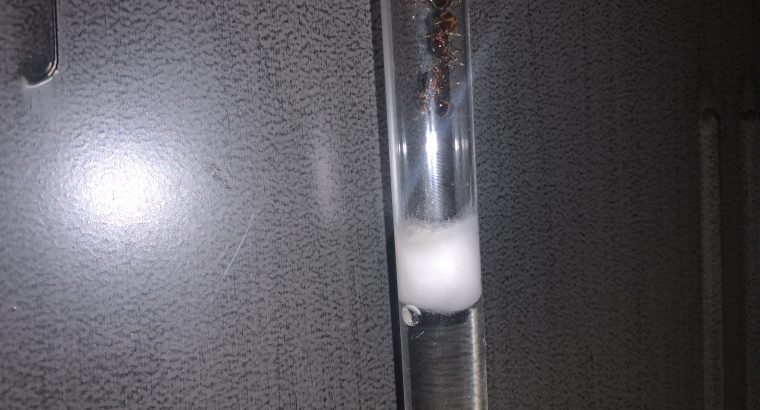 aphaenogaster Queen ants