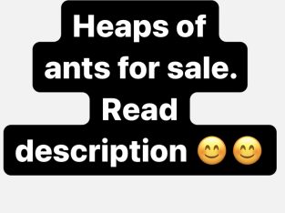 Ants for sale!!!
