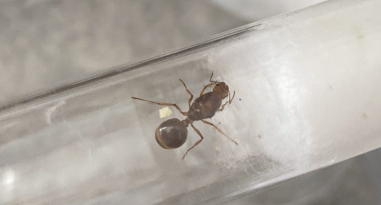 Apanogaster logicepts queen with eggs