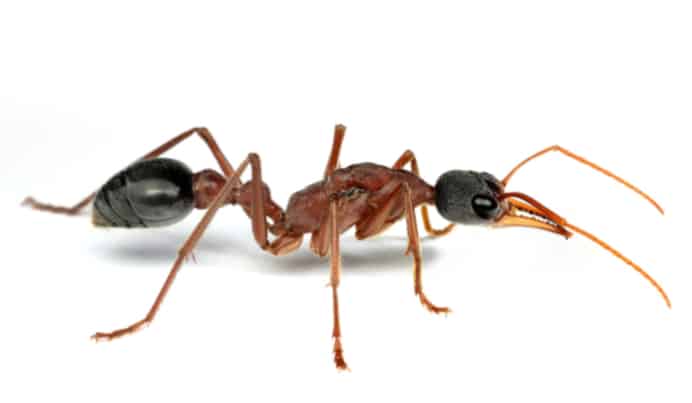 Myrmecia Nigriceps Queen Ants Online