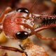 Rattle Ant – Polyrhachis (Cyrtomyrma) sp., Polyrhachis australis colony for sale