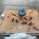 Giant Bull Ant Colony (~27 adults)