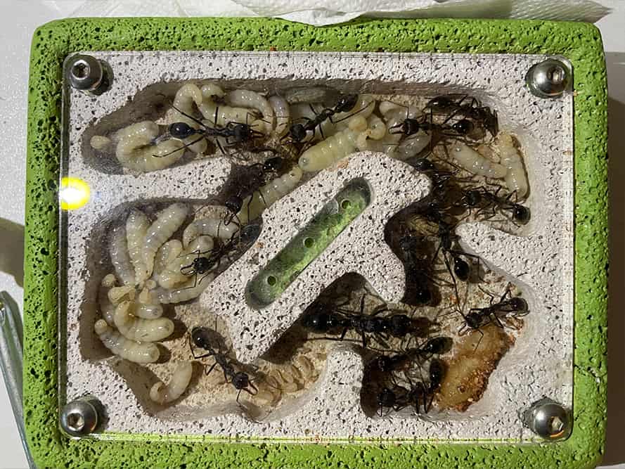 Giant Bull Ant Colony (27 adults) Ants Online