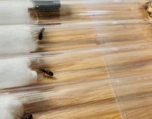 9 Iridomyrmex bicknelli Queens each with over 20 brood FOR SALE!! (PRICE NEGOTIABLE)