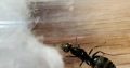 4 iridomyrmex bicknelli Queens each with over 20 brood FOR SALE!! (PRICE NEGOTIABLE)