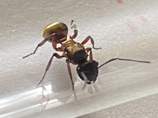 Queen ant Polyrhachis Rufifemur