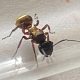 Queen ant Polyrhachis Rufifemur