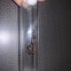 aphaenogaster Queen ants