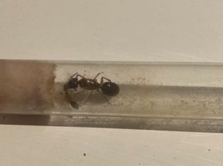 Camponotus Nigriceps Queen + worker