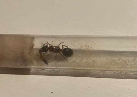 Camponotus Nigriceps Queen + worker