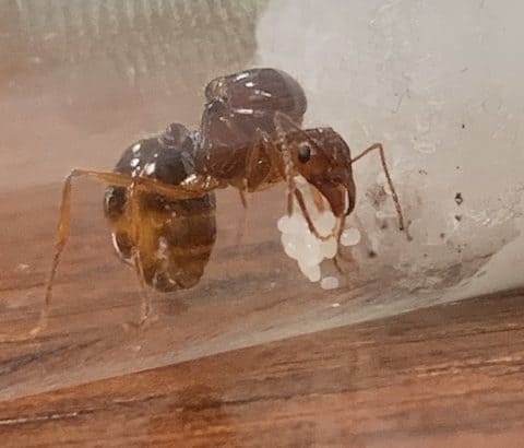 Aphaenogaster Longiceps Queen With Brood