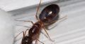 Camponotus humilior Queen With Eggs For Sale