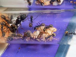 Camponotus suffusus bendigensis with 14 workers
