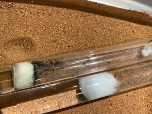 Camponotus spp