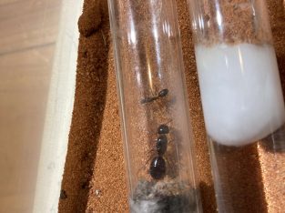 Camponotus spp