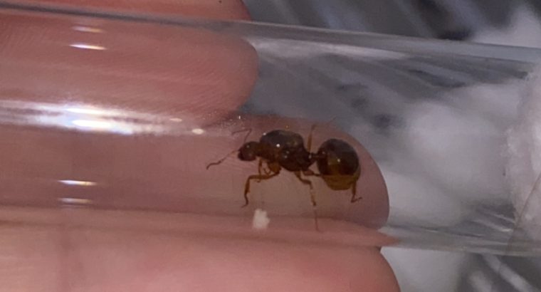 Aphanogaster longicepts queens with eggs (2 available)