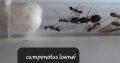 CAMPONOTUS queen ants for sale! (Beginner)