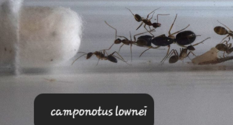 CAMPONOTUS queen ants for sale! (Beginner)