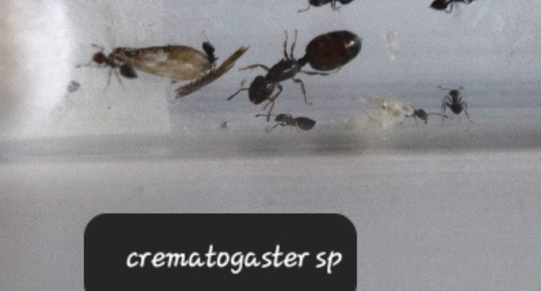 UNCOMMON queen ants for sale! (Beginner)