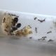PHEIDOLE queen ants for sale! (Best beginner)
