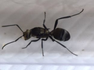 BULK queen ants and colonies!