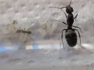 Iridomyrmex bicknelli queen with 1 worker