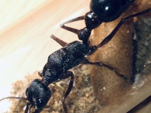 Myrmecia Forficata Bull Ant Queens with eggs for sale! $150