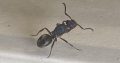 Green/purple queen ants polyrhachis hookeri with eggs, many available