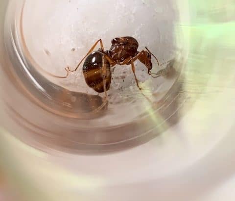 Aphaenogaster Longiceps Queen With Brood