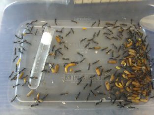 Myrmecia Piliventris Rescued Colony – Queen & 130+ workers, alates & brood