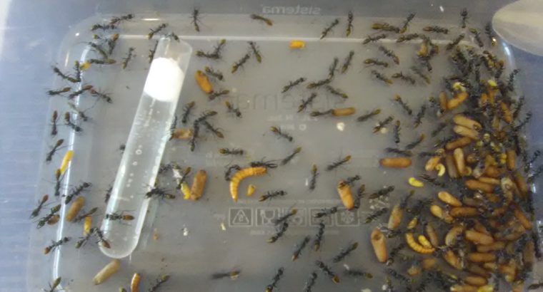 Myrmecia Piliventris Rescued Colony – Queen & 130+ workers, alates & brood