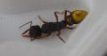 Myrmecia Fulvipes Queens for sale