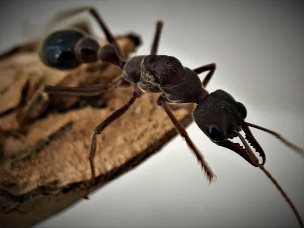Australian Queen Ants Available Worldwide Ants Online