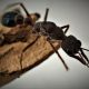 Australian Queen Ants Available Worldwide