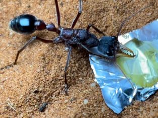 (SOLD) Myrmecia Sp17 with larvae
