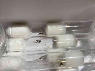 I. bicknelli BULK 25+ Queen w/ Brood