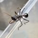 (SALE) green weaver ant queens and colonies