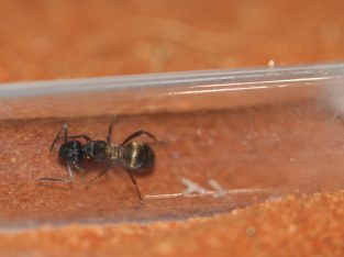 Assorted Polyrhachis sp. Queens