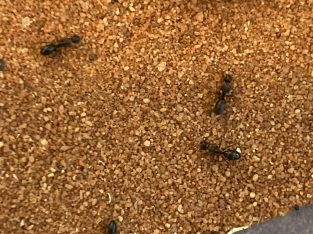 Camponotus spp.