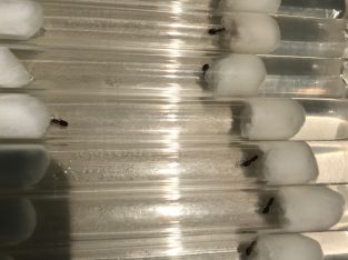 Pheidole Sp Queens and eggs/brood for Sale. (Great queens for any level of experience)
