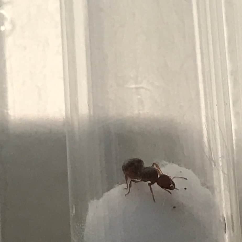 TRADING QUEENS!!! Ants Online