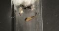 Iridomyrmex Bickinelli queens with lots of eggs and brood! *Cheap* Great beginner species!