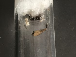 Iridomyrmex Bickinelli queens with lots of eggs and brood! *Cheap* Great beginner species!