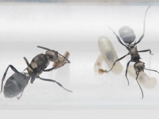 Polyrhachis daemeli