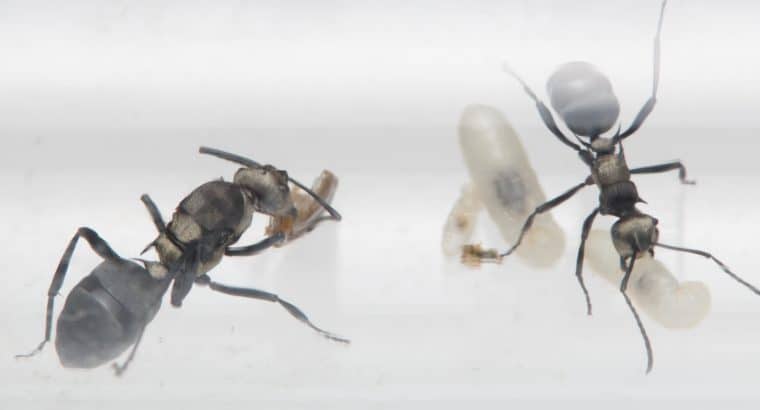 Polyrhachis daemeli