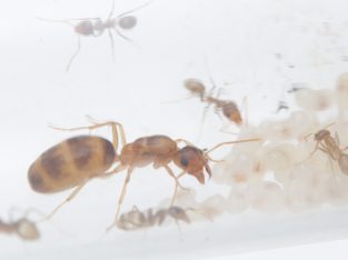 Iridomyrmex pallidus colony 15 workers.