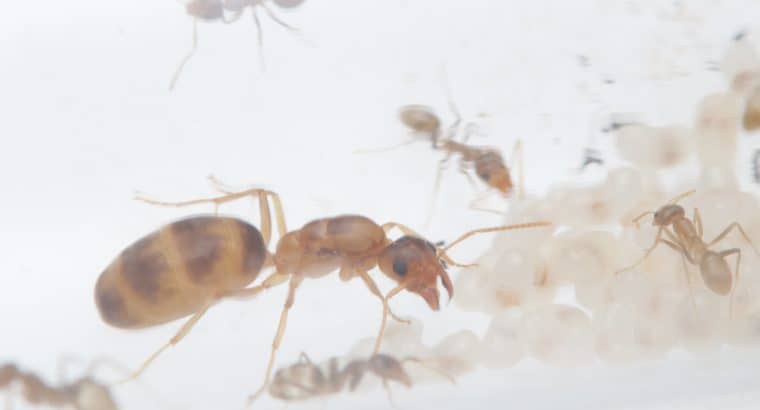 Iridomyrmex pallidus colony 15 workers.