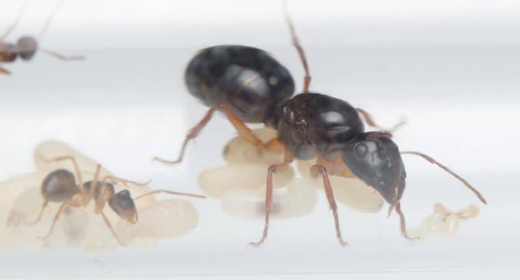 Camponotus lownei colony