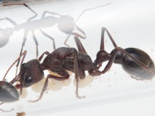 Myrmecia pyriformis with 7 workers + brood