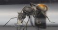 Polyrhachis vermiculosa queen with brood